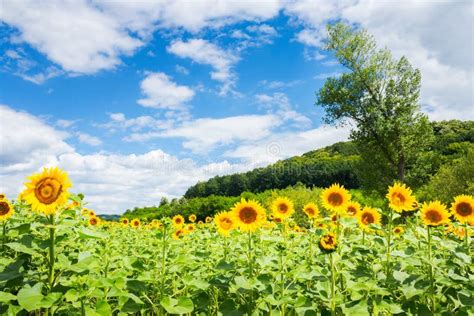 Sunflower Field In Mountains Stock Photo Image Of Rural Beauty