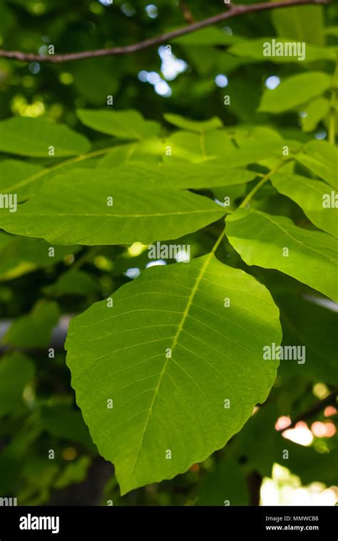 Walnut Tree Leaves High Resolution Stock Photography And Images Alamy