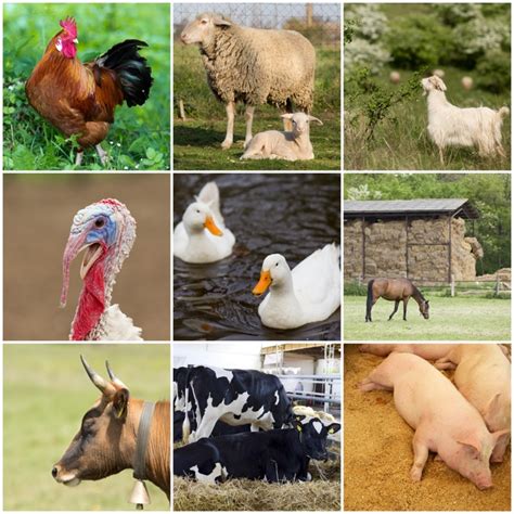 Top 126 Imagenes De Animales De La Granja Destinomexicomx