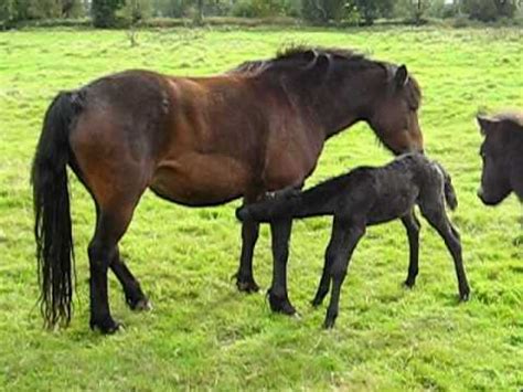 That was the plan, only for it to be derailed by an unprecedented. Dartmoor pony newborn foal Simba03 - YouTube