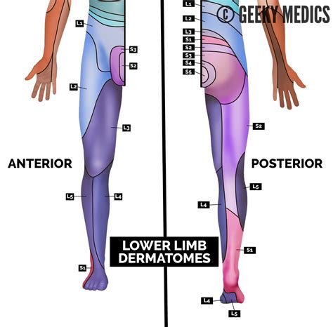 dermatomes and myotomes chart and map