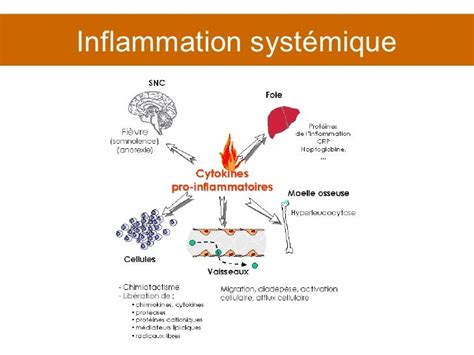 Cours 5 Inflammation Partie 1