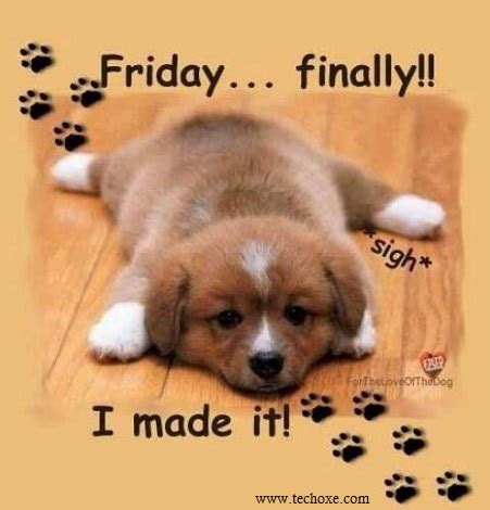 2.1.1 on a friday night, i get a kick out of the chance to go out in light of the fact 3 good morning friday smile quotes: Funny Happy Friday Images With Quotes for Facebook ...