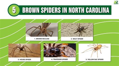 Discover 5 Brown Spiders In North Carolina A Z Animals