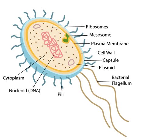 The Structure Of A Prokaryotic Cell