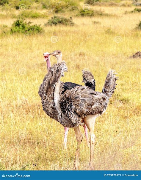 Ostrich In Africa Stock Image Image Of Natural Park 209120177