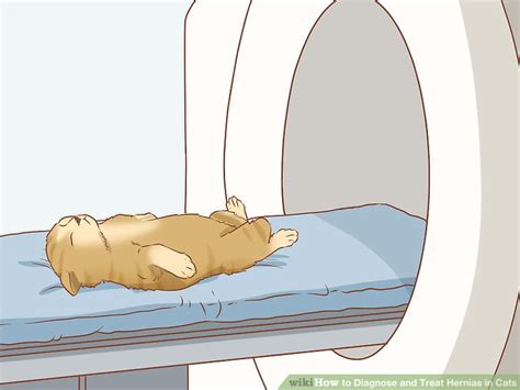 3 Ways To Diagnose And Treat Hernias In Cats Wikihow