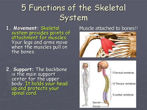 Skeletal System презентация онлайн