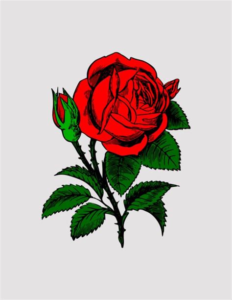 Pin By Kaushal Singh On Anime Roses Drawing Drawings Red Roses