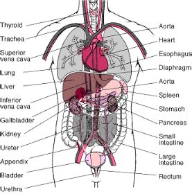 Thank you for visiting female body organs diagram anatomy pictures. Funny Pictures Gallery: Organs, internal organs diagram ...