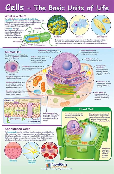 Cell The Basic Unit Of Life Biology Worksheet Study Biology Science