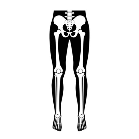 Anatomía De Huesos De Pierna Humana Vector De Stock Por ©pikovit