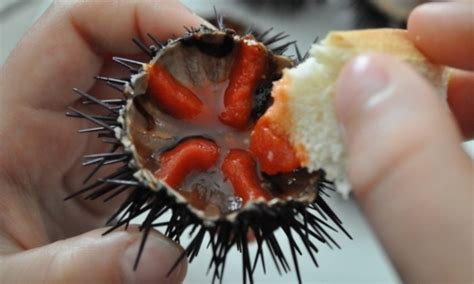 Sea Urchins How To Eat Them Simply Chillout