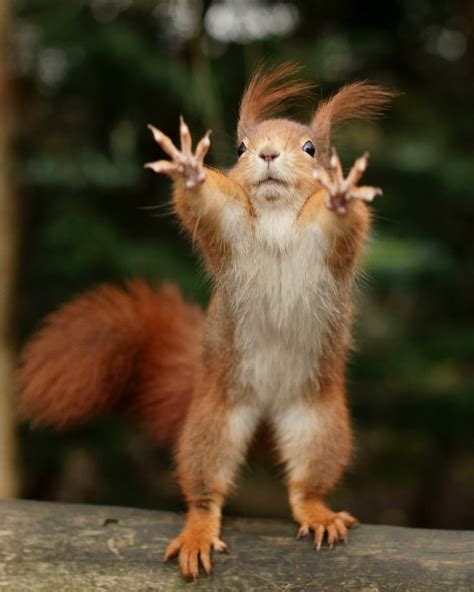 234 Squirrels Red Squirrel Funny Animal Pictures Funny Animals