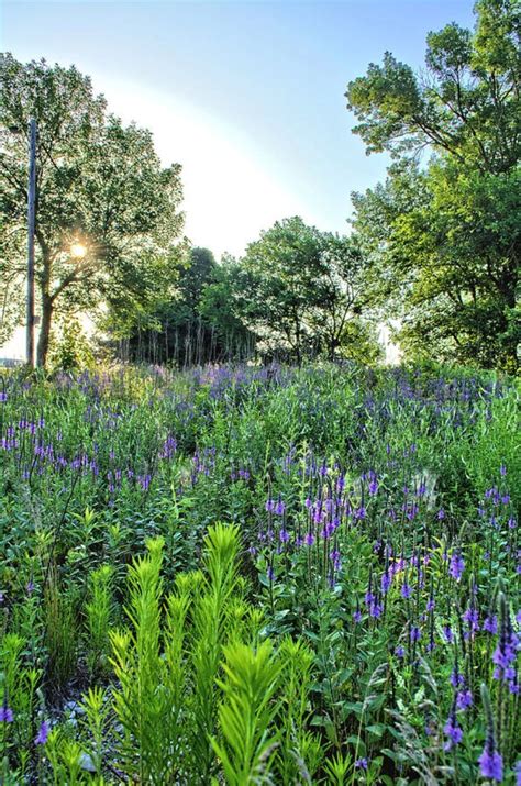 Purple Meadows By Bonfire Photography Photography Landscape Meadow