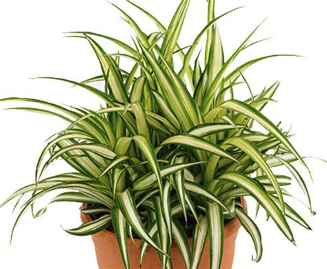 10 Best Houseplants To De Stress Your Home And Purify The Air Top 10