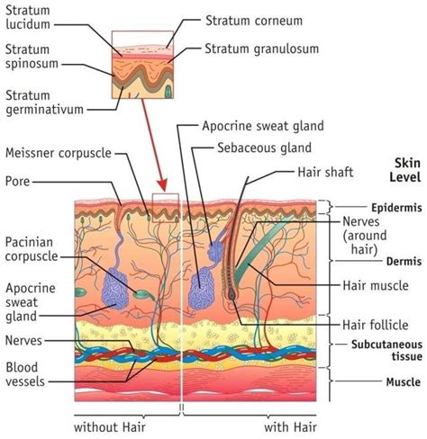 Human Integumentary System Diagram Skin Anatomy