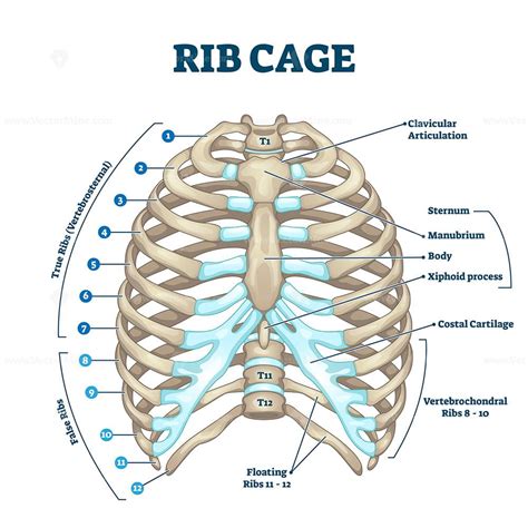 Rib Cage Anatomy Labeled Vector Illustration Diagram Medical Human Chest Skeletal Bone