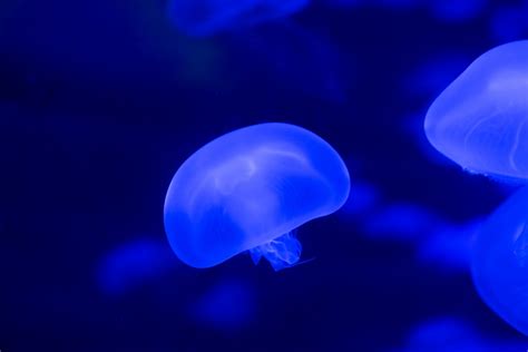 Free Images Jellyfish Marine Biology Bioluminescence Cobalt Blue