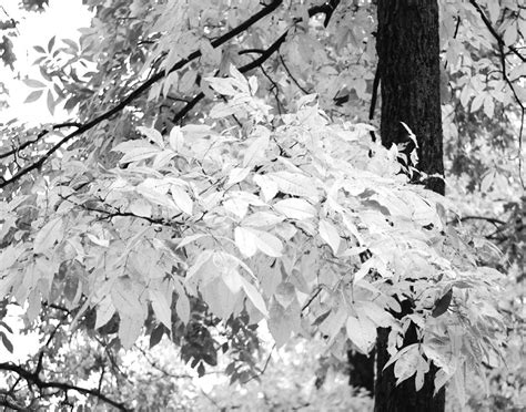 Fall Leaves In Black And White Photograph By Maggy Marsh