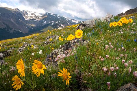 9 Best Hikes To See Wildflowers This Spring And Summer 303 Magazine