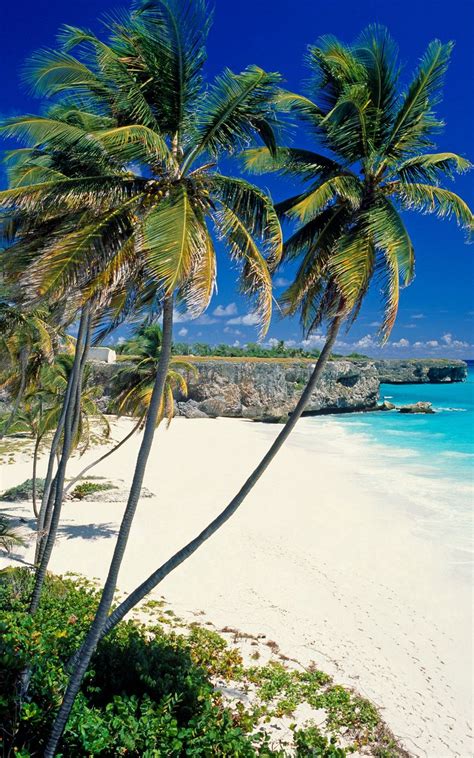 Download Wallpaper 800x1280 Beach Tropics Sea Sand Palm Trees