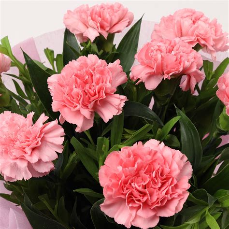 Beautiful 8 Pink Carnations Bouquet T Pink Carnations N Love