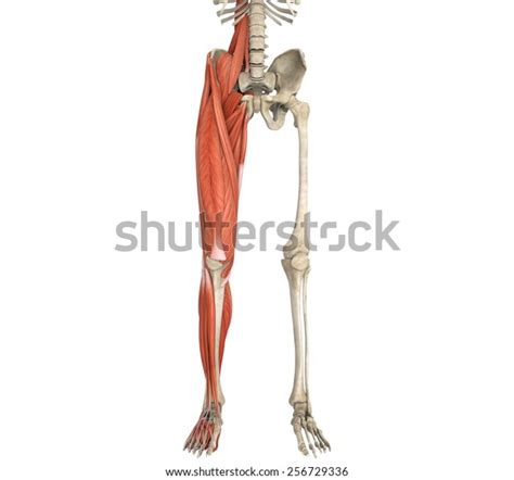 Legs Muscles Anatomy Stock Illustration 256729336