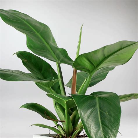 Philodendron Imperial Green With Large Pot Bloombox Club
