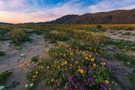 Anza Borrego Flower Season Anza Borrego Desert Wildflowers Update