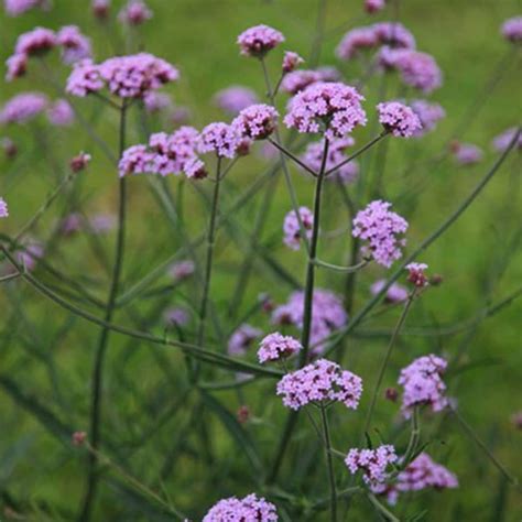 Tolerates heat and dry conditions but also more regular. Buy verbena Verbena bonariensis Lollipop (PBR): £5.99 ...