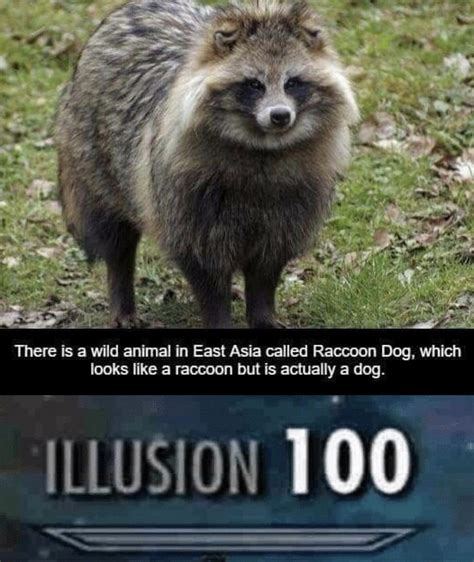 Racoon Dog Memes