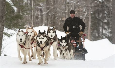 Dog Sled Tours By Green Mountain Mushers At Stratton Mountain Resort