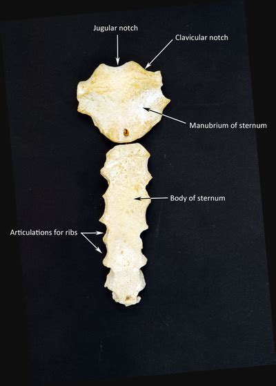 In this rib bones anatomy quiz, you can test your knowledge of the ribs. Sternum and Ribs - HUMAN ANATOMY WEB SITE