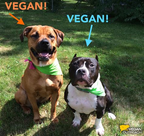 A liver shunt is known medically as a portosystemic shunt, hepatic shunt, or pss. My Dog is a 55lb Pitbull… And He's Vegan!