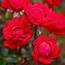 New Red Rose Plants For Sale  Double Knock Out® – Easy To Grow Bulbs
