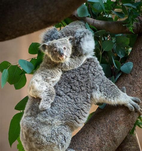 Koala And Baby Koala Animales Adorables Animales Graciosos