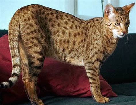 Large Cat Breeds Purrfect Cat Breeds