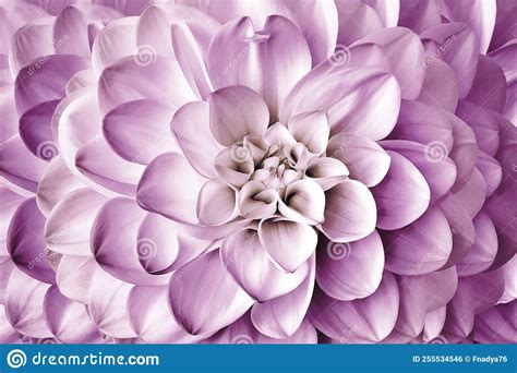 Close Up Of Beautiful Purple Flower Dahlia Background Stock Photo