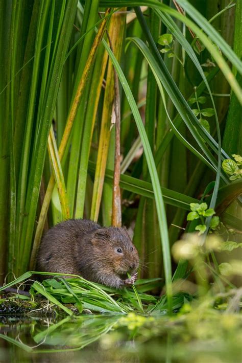 How To Find And Photograph British Mammals Nature Ttl