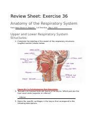 REVIEW SHEET EXERCISE36 Docx Review Sheet Exercise 36 Anatomy Of The