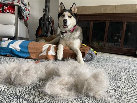 Husky Shedding Help Guide Everything You Need To Know