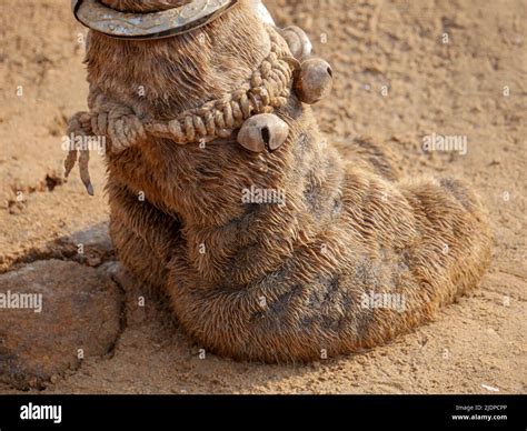 Indian Camel Toe Hairy Close Up Picture Stock Photo Alamy