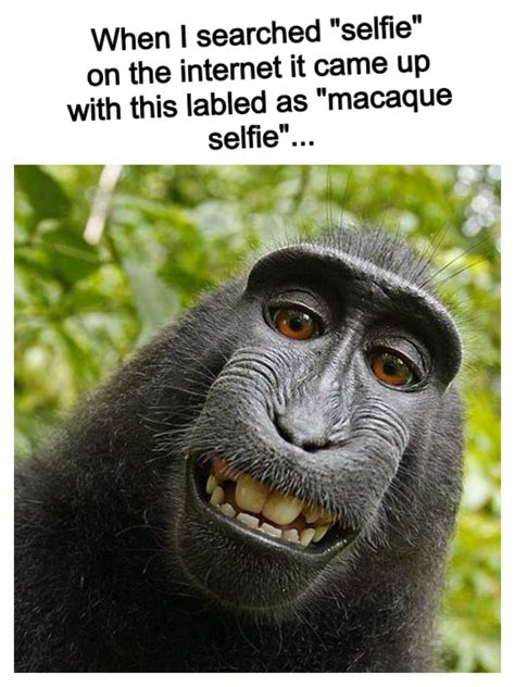Macaque Selfie Really Funny Animal Memes Memes Hilarious