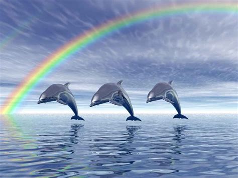 Fotos Animales Imagenes Delfines Vida Silvestre Naturaleza Dolphins