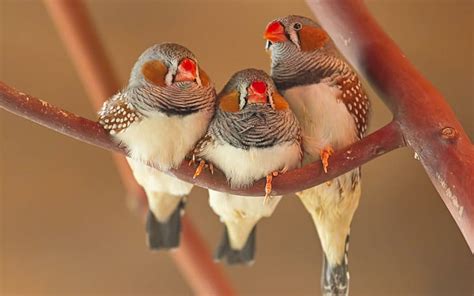 Hd Wallpaper Zebra Finch Sitting Bids Branch Three Cute