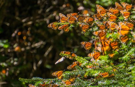 Monarch Butterfly Migration Means Mexican Forests Look Like They Are On
