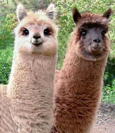 Funny Cute Llama Funny Animals