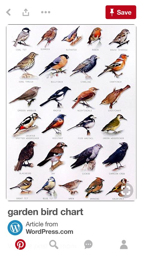 Pin By Annus Mirabilis On Aves Backyard Birds Bird Identification