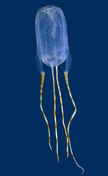 Bonaire Banded Box Jelly Ocean Creatures Jellyfish Jellyfish Species